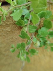 Veronica hederifolia