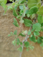Veronica hederifolia