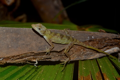 Serrano's Anole photo 4