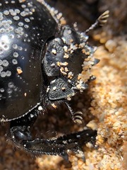 Scarabaeus laticollis