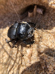 Scarabaeus laticollis