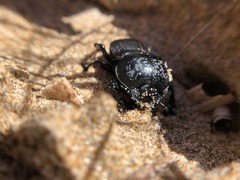 Scarabaeus laticollis