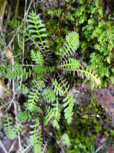 Image of Leptinella minor by (c) Jenny Saito, some rights reserved (CC BY)