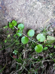 Epilobium nummulariifolium