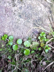 Epilobium nummulariifolium