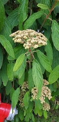 Viburnaceae