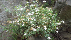 Ageratina glechonophylla