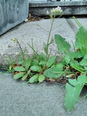 Capsella bursa-pastoris
