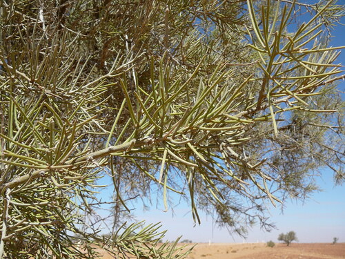 Acacia pickardii