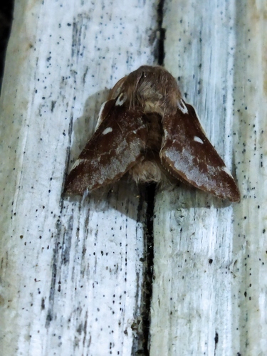 Photo of Small Eggar (Eriogaster lanestris)