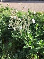 Silene latifolia