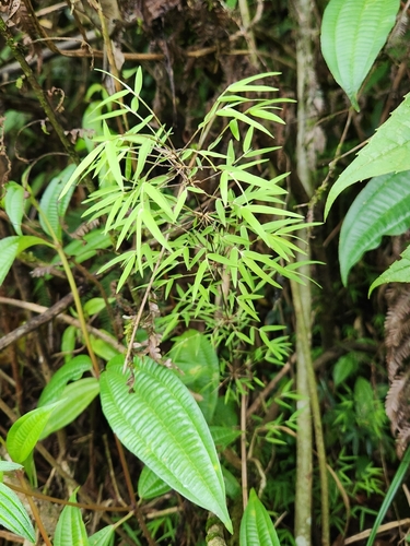 Rhipidocladum maxonii