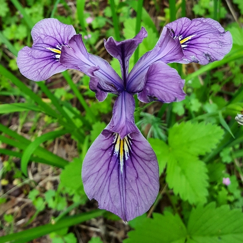 Iris Crestado (Iris japonica) · NaturaLista Mexico