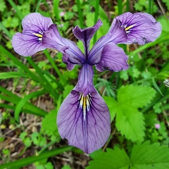Iris tenax