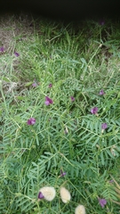 Vicia peregrina