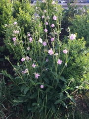 Silene dioica