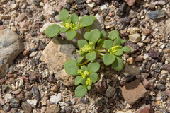 Gilmania luteola
