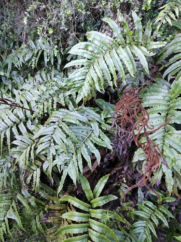 Kiokio (Blechnum novae)