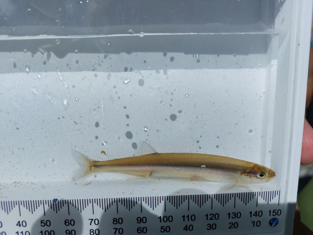 Nieuw-Zeelandse spiering (Retropinna retropinna) — Retropinnidae