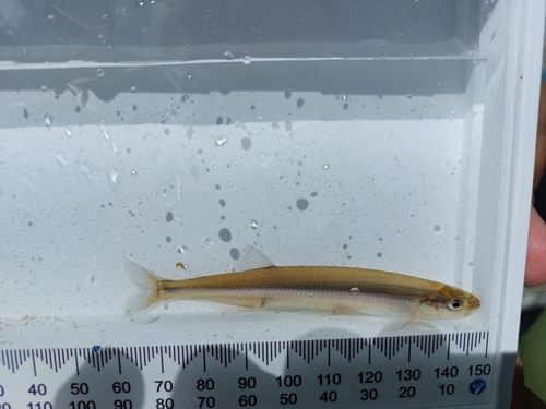 New Zealand common smelt (Retropinna retropinna) — Retropinnidae