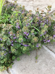 Glechoma hederacea