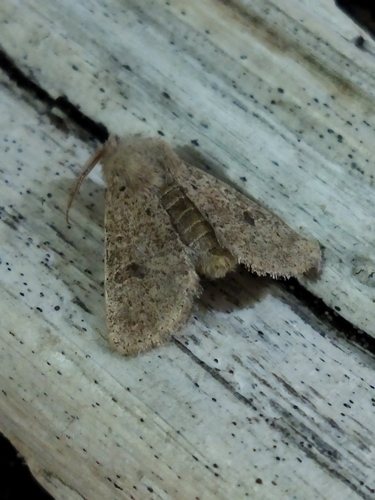 Small Quaker