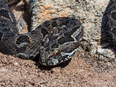 Bitis atropos