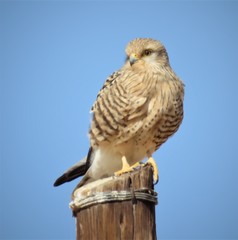Falco rupicoloides