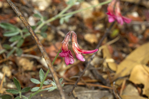 common birdsfoot trefoil (Acmispon plebeius)