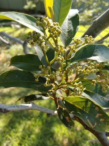 Alphitonia excelsa (Alphitonia excelsa)