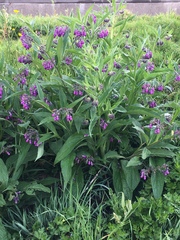 Symphytum officinale