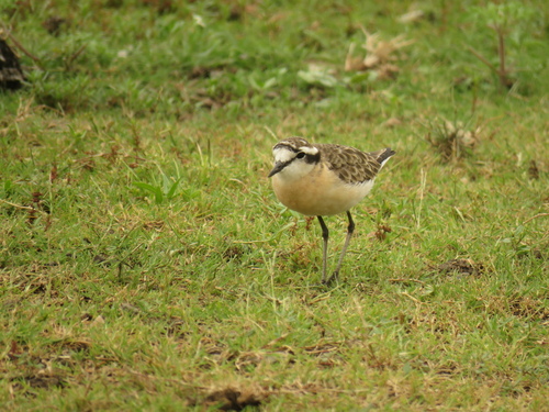 Kittlitz's Plover (Anarhynchus pecuarius), photo 8