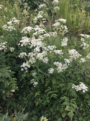 Anthriscus sylvestris