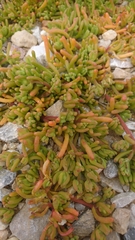 Mesembryanthemum nodiflorum