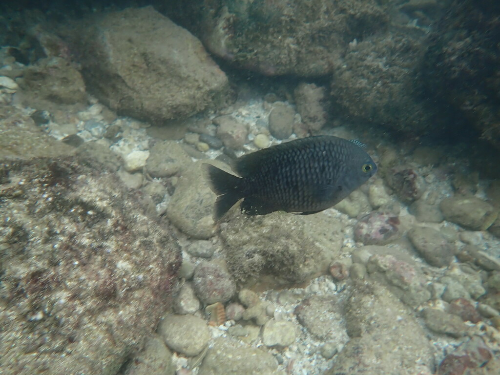Pacific Gregory
