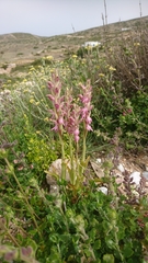 Anacamptis sancta