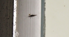 Insecta
