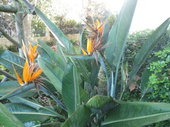 Strelitzia reginae reginae