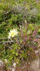 Lactuca tuberosa
