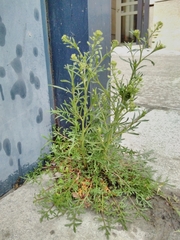 Lepidium ruderale