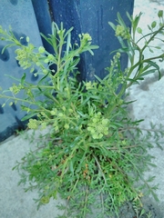 Lepidium ruderale
