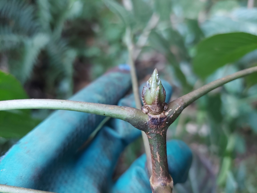 Staphylea cochinchinensis