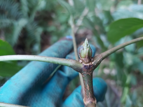 Staphylea cochinchinensis