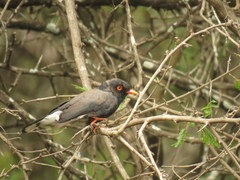 Retz's Helmetshrike photo 4