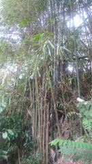 Bambusa dolichoclada