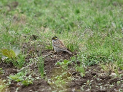 Emberiza chrysophrys