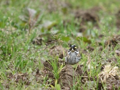 Emberiza chrysophrys