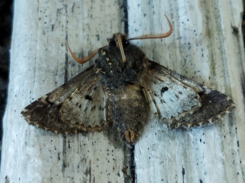 Photo of Green-brindled Dot (Valeria oleagina)