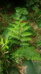 Microlepia