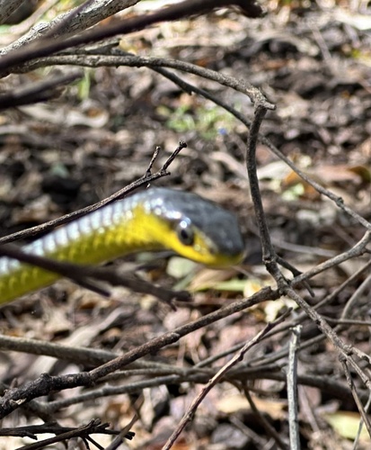 Common Tree Snake sighting